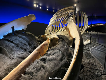 Whale Museum Húsavík