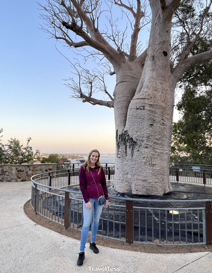 Oude boom in Kings Park