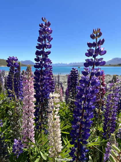 Lupinen Tekapo
