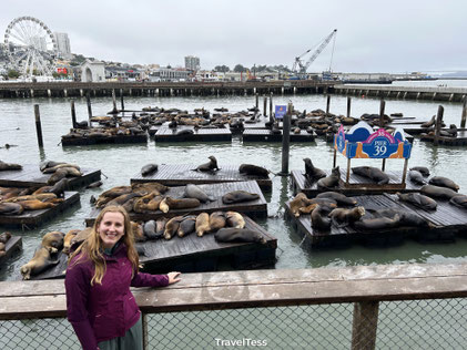 Zeeleeuwen bij Pier39