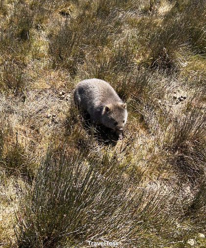 Wombat Ronny Creek