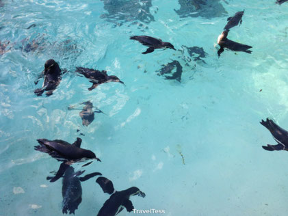 Pinguins London Zoo