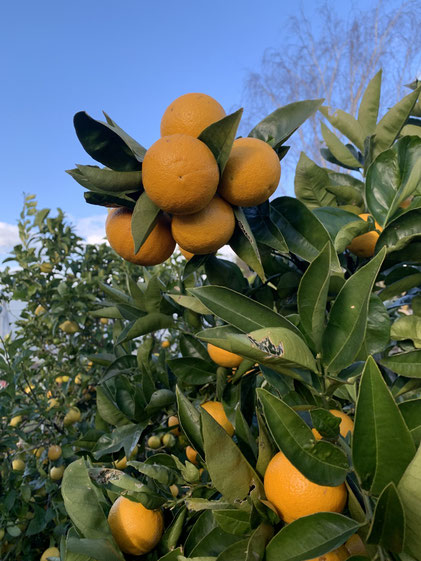 Why you should grow valencia oranges