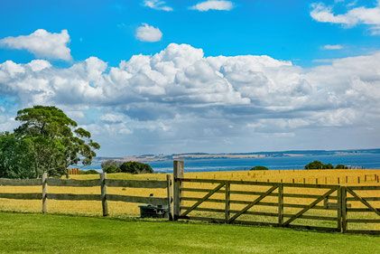 Scenic view of a yellow field with wooden fence and gate, overlooking water in the distance.