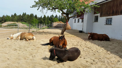 2016: Umbau als Laufstallgebäude. 200 Quadratmeter befestigter Paddock. Sechs verschiedene Bodenarten. Die Pferde fühlen sich im neuen Sandplatz sichtlich wohl.