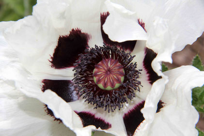 Nahaufnahme des Papaver orientale `Royal Wedding`
