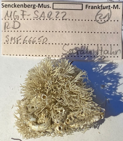 Senckenberg, Bryozoa, Bryozoen, Moostierchen, Sammlung Voigt