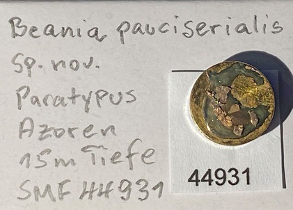 Senckenberg, Bryozoa, Bryozoen, Moostierchen, Sammlung Voigt
