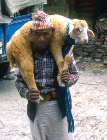 Ein Schäfer aus dem Nepal trägt ein Schaf auf seiner Schulter
