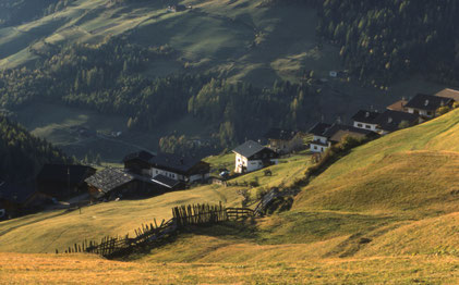 Wiese in Südtirol
