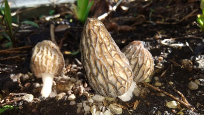 キノコに魅せられて - もいわ暮らし〜藻岩地区町内会連合会