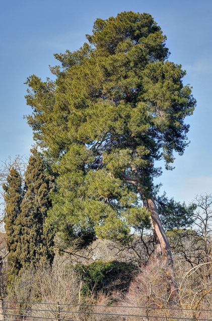 Pino Carrasco del Vivero II. Aranjuez. Madrid.