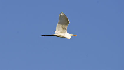 Great Egret, Silberreiher, Ardea alba