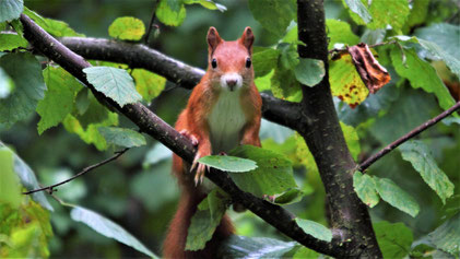 Eurasian Squirrel, Eurasisches Eichhörnchen, Sciurus vulgaris