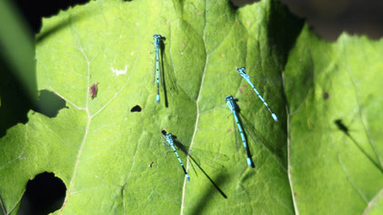 White-legged Damselfly, Blaue Federlibelle, Platycnemis pennipes
