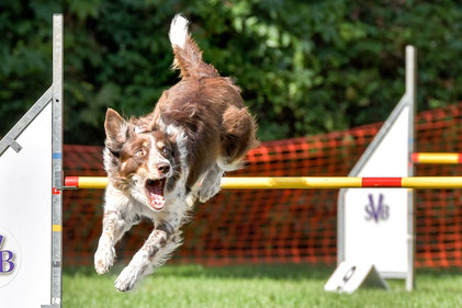 Hund beim Sport