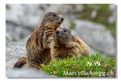 Marcel Schiegg, Fotografie, Murmeltier, Wildtiere, Wildlife, Alpstein, Appenzell, Schweiz