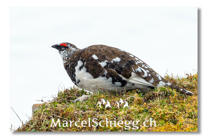 Marcel Schiegg, Fotografie, Alpenschneehuhn, Wildtiere, Wildlife, Alpstein, Appenzell, Schweiz