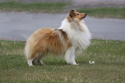 Starlight shelties sales