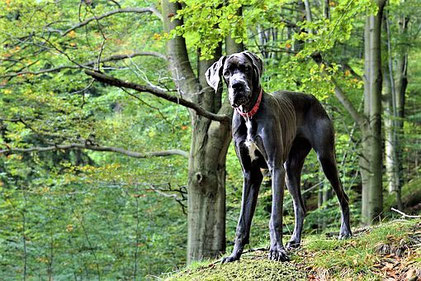 Das ist eine Deutsche Dogge