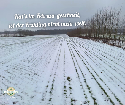 Acker Brandwiese; links: Weizen in Flachanbau, Mitte Dammkultur, rechts Agroforstsystem (Pappelreihen)