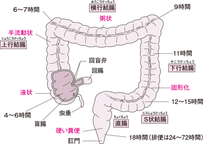 大腸はこんな形になっています。