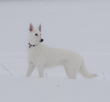 Zuchthündin Gracie Elayne of the White Heaven, Januar 2017