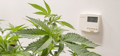 Erstelle Das Beste Klima Fur Den Cannabis Grow Raum Irierebel