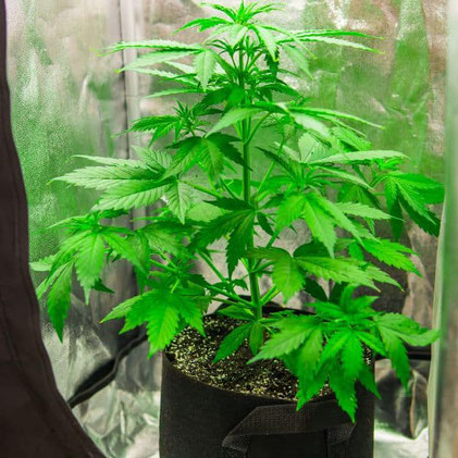 cannabis in einer growbox