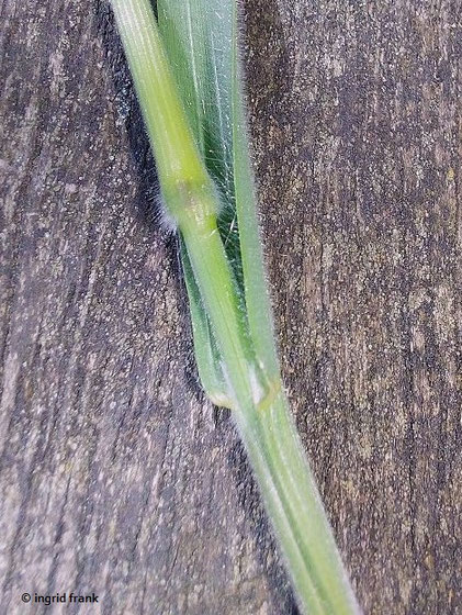 30.04.2025 - Bad Schussenried