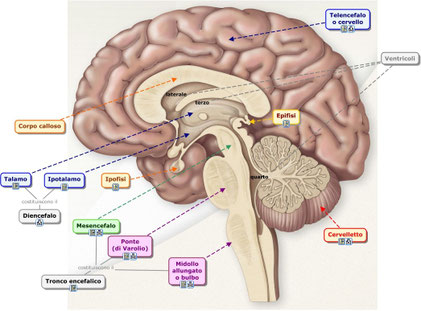 Cliccare per scoprire immagini in 3D dell'encefalo.