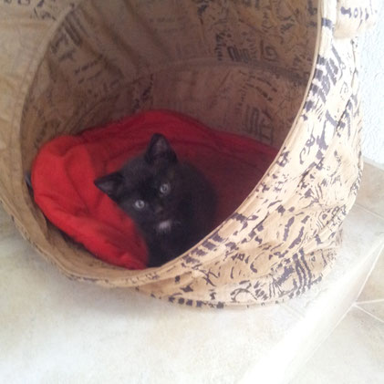 Was wir von Katzen lernen können