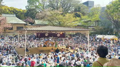 A few cherry blossoms were still remaining for the 2024 event