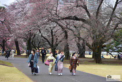 強風の中、桜並木を散策する人々
