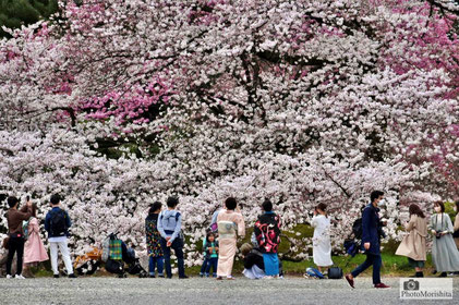 満開の桜に集まる人々