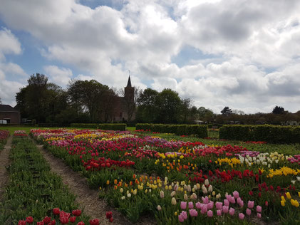 ToursbyMarie Fields of tulips in Holland