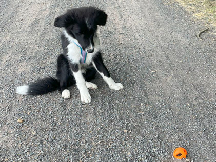 Artenspürhund Nuts trainiert im Alter von fünf Monaten eine sichere Anzeige an einem halben Spielball. Foto: Veronika Koch