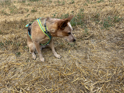 Artenspürhund Ruby-Roo zeigt eine Knoblauchkröte an. Foto: Veronika Koch