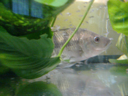 fischzucht - urbanetilapiafischfarms webseite!