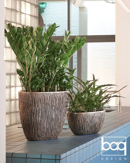Zamioculcas en location au bureau