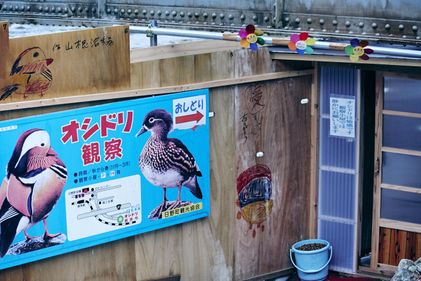 日野町根雨のおしどり観察小屋がリニューアル