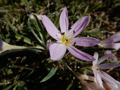 Il fiore del colchico di Cupani