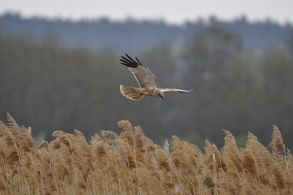 Eine Rohrweihe fliegt über einem Getreidefeld