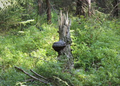 In einem sich in die Höhe reckenden Baumstumpf zeigt sich ein Waldwesen. Das Gehölz bildet eine kobold artige Figur mit freundlichen Augen, abstehenden Haaren und einem schnabel artigen Mund. Friedvoll blickt das Wesen in den ihn umgebenden Wald