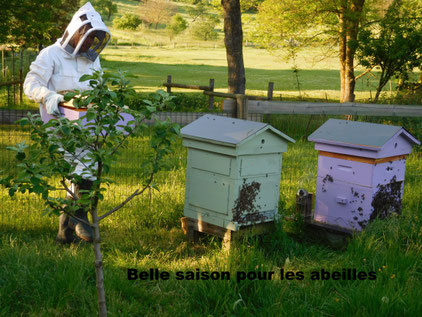 Dur ! dur ! cette année pour nos amies les abeilles.