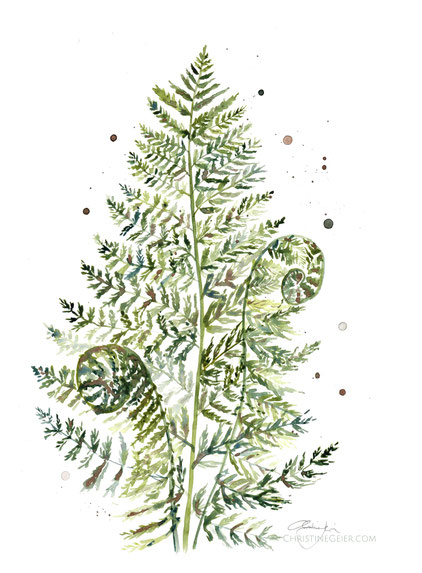 Farn, Farne, fern, Wald, Flora, botanische Illustration, botanical painting, art, Original, Kunstwerk, flower, watercolour, watercolor, contemporaryart, zeigenössiche Kunst