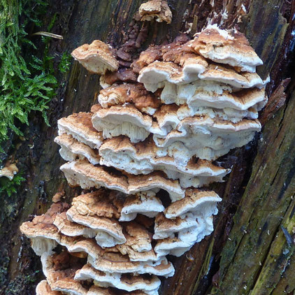 Bild 2 - Antrodua serialis, Detail (Foto: B. Miggel)