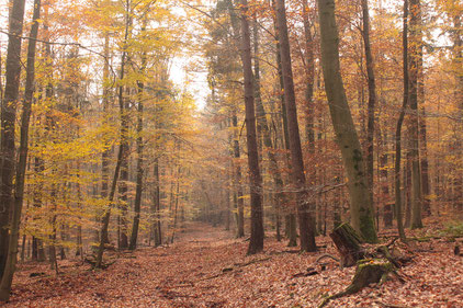 am Scheuerberg (G. Franke)