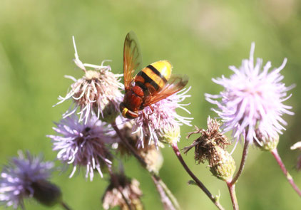 sonniger Waldwegrand am Albtalhang - Hornissen-Schwebfliege auf einer Blüte der Acker-Kratzdistel (G. Franke, 02.08.15)
