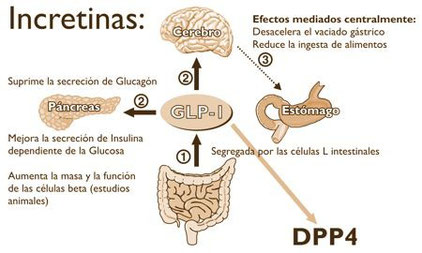 incretinas, diabetes, hormona incretina